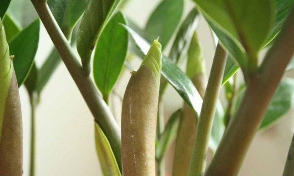 'Cây tiền' đến từ châu Phi nhưng lại là cây phong thủy quốc dân của cả châu Á: Mời gọi quý nhân, kích tài lộc rất tốt