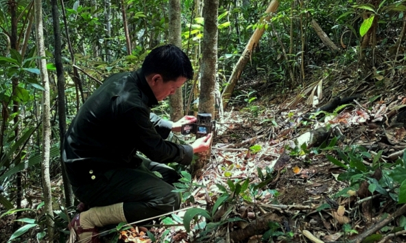 Chim quý sà xuống ngay trước mặt, đuổi cũng không đi, chuyên gia Việt Nam khẳng định: 'Đây là tin cực vui'