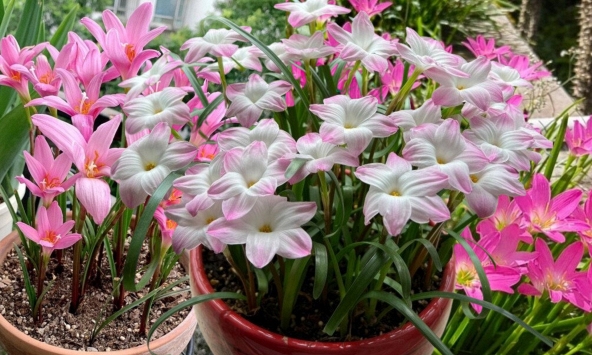 Đây là 'cỗ máy nở hoa' trong nhà: Càng gặp mưa gió càng bung nụ, đẹp quanh năm chấp mọi loại thời tiết