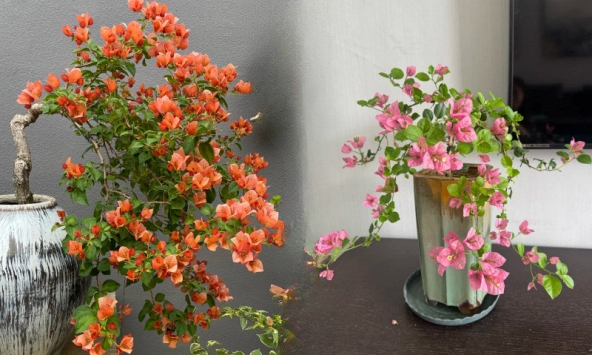 Giải mã cơn sốt chưng hoa giấy bonsai mini: Cây đong đầy năng lượng dương giúp xua tà khí, nhà chật mấy cũng rước được vượng khí vào nhà