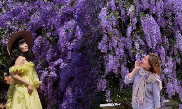 Không phải hoa sưa, cũng chẳng phải hoa ban trắng, tọa độ check in hoa mai xanh Thái đang được dân tình mê đắm