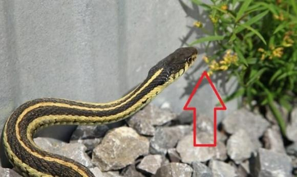 5 thứ dễ “gọi” rắn vào nhà