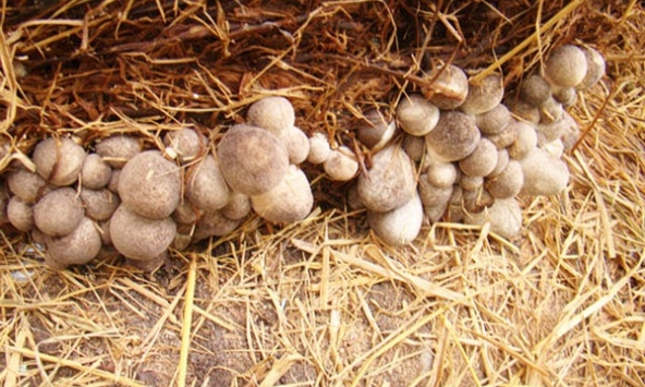 Đặc sản từ thứ bị vứt đi, được cố Thủ tướng nhắc tới: Nay giá gần 100.000đ/kg, giúp nhiều nhà đổi đời