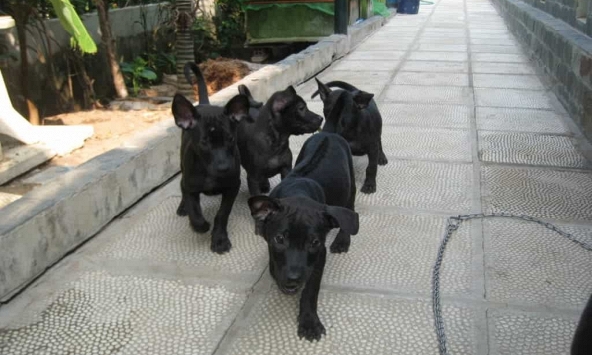 6 vật tự nhiên vào nhà được xem là dấu hiệu Thần Tài ghé thăm, chớ vội xua đuổi