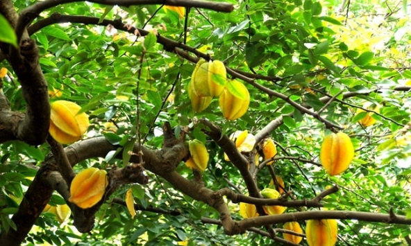 10 loại cây may mắn nên trồng trước sân nhà