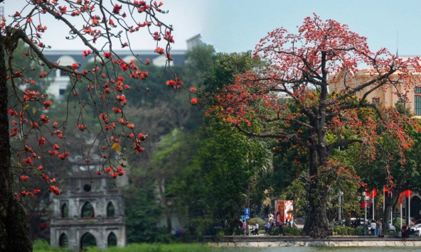 Ngắm 'cụ gạo' trăm tuổi rực rỡ góc trời Hà Nội: Ký ức tuổi thơ quen thuộc của bao thế hệ mỗi độ tháng 3 về