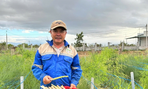 ‘Vàng xanh’ trên cát trắng: Hành trình biến ‘sa mạc’ thành cánh đồng măng tây trù phú