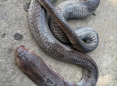 Cảnh báo đặc biệt tới những người bị rắn cắn