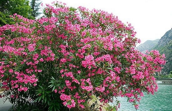 Ông bà dặn: Tuy rất đẹp nhưng đừng dại mà trồng 3 loài cây này trong nhà, vừa xui rủi, vừa ảnh hưởng sức khỏe