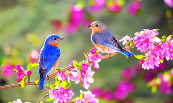 2 ngày nữa là Xuân phân, cổ nhân dặn ‘3 việc phải tránh’: Đọc xong thêm hiểu vì sao có nhà cả năm suôn sẻ