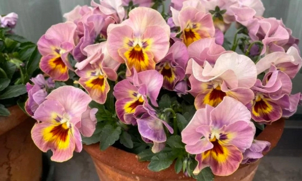 5 loài hoa nở 200 ngày mỗi năm, không biết mệt là gì: Đẹp hơn hoa hồng, thơm hơn mộc hương, chăm cực dễ 