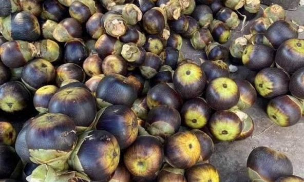 5 loại trái cây đặc sản miền Tây, cả nước hiếm nơi tìm thấy