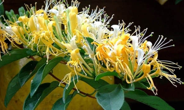 Loài cây trồng phòng khách xanh mướt quanh năm, hễ nở hoa còn là 'điềm lành hiếm gặp', tài lộc đỉnh cao