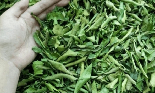 Lá của cây này đem phơi khô quý như 'nhân sâm của người nghèo', đừng bỏ phí