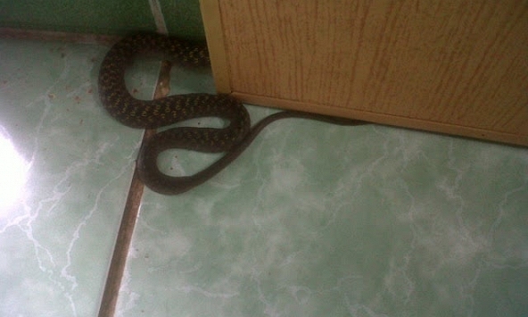 5 dấu hiệu cảnh báo rắn xuất hiện trong nhà, chớ vội mà bỏ qua