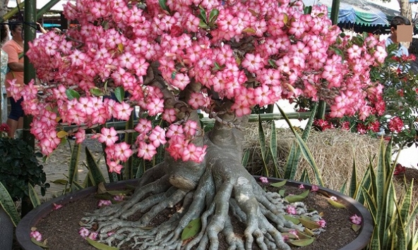 Ông bà dặn kỹ: 7 loại cây tuyệt đối đừng trồng trong nhà, đẹp mấy cũng xui rủi, cả nhà khó an yên