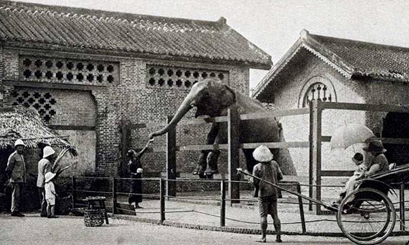 Sở thú lâu đời nhất Việt Nam bất ngờ “hẹn” khách vào 9h sáng Chủ nhật tuần này