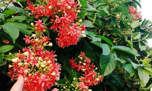 Top 10 loài hoa thơm bậc nhất thế giới, số 1 được trồng khắp Việt Nam