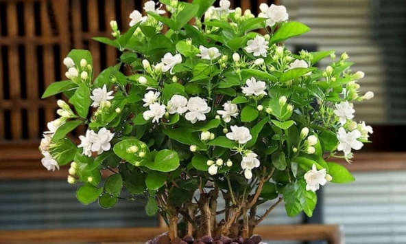 5 loài hoa thơm nức mũi, hợp trưng trong nhà - kiêng đặt bàn thờ