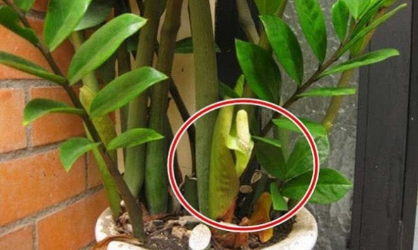 5 niềm vui, 4 nỗi lo khi trồng kim tiền trong nhà