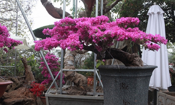 4 niềm vui, 3 nỗi sợ khi chơi hoa giấy 