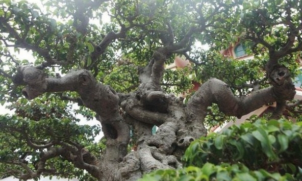 3 loài cây quen thuộc dễ trồng nhưng ông bà tuyệt đối cấm để phòng khách: Khôn ngoan thì luôn ghi nhớ