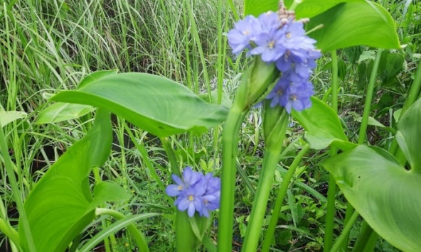 Cây rau mọc dại từng là thức ăn cho lợn, nay lên hàng 'đặc sản', thậm chí giúp nông dân đổi đời