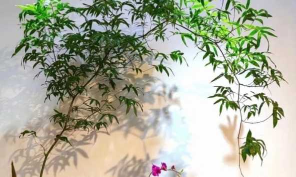 Muốn phòng khách lên level thượng lưu, tôi khuyên bạn ĐỪNG TRỒNG HOA: 8 cây xanh này mới là 'thần' chiêu tài hút lộc, siêu khí chất 