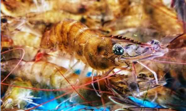 Khi mua tôm, hãy cố gắng tránh 4 loại này để không mua phải 'tôm đã qua xử lý hormone'