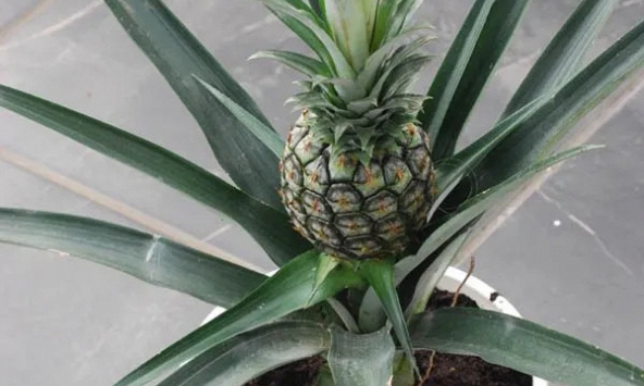 Loại quả được mệnh danh là 'vua dưỡng thận' cực tốt cho sức khỏe, giá rẻ bán đầy chợ Việt, cầm từ 15.000 đồng là mua được