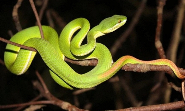 3 cây dụ rắn vào nhà, 2 cây rắn sợ khiếp vía