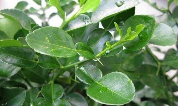 Người Việt có 1 loại lá chống rụng tóc, kích thích mọc tóc con hiệu quả, 'đánh bại' nhiều bệnh tật thế nhưng đang bị bỏ phí