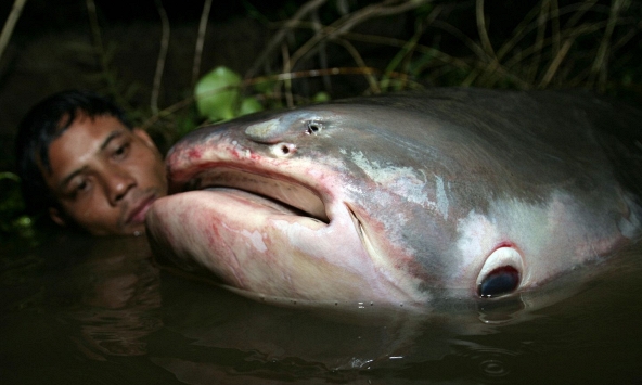 Phát hiện 'quái vật' dưới sông, chục người khiêng mới nổi: Dân làng phối hợp vây bắt, cảnh tượng gây sốc