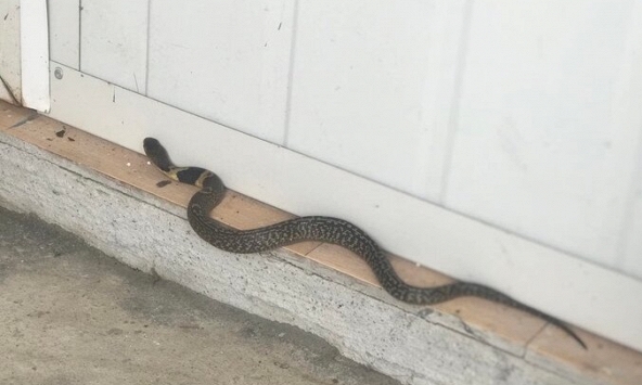 Rắn bò vào dù nhà sạch bong kin kít: 6 nguyên nhân không phải ai cũng biết