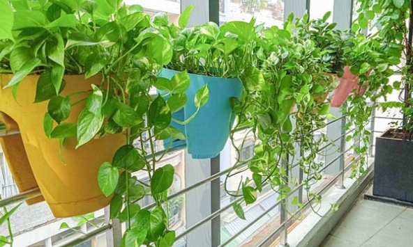5 loại cây “chân ái” cho ban công: đẹp, dễ trồng, phong thuỷ cực tốt