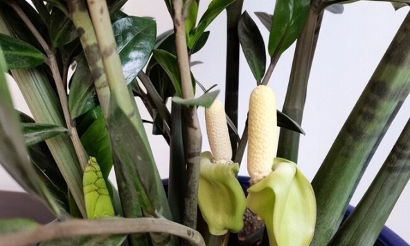 5 cây ra hoa là gia chủ 'có lộc', tiền bạc rủng rinh, vận may tìm đến tận cửa