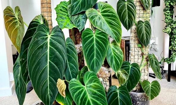 Gia đình khá giả chuộng trồng nhất 4 loài cây này: Cành khỏe, lá đẹp, dáng sang, nhìn là biết chủ nhân 'có gu'