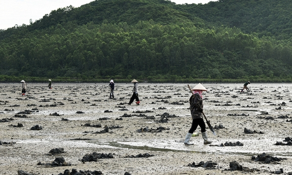 Lùng sục “vàng ròng” dưới bùn ở Quảng Ninh có giá 6 triệu/kg được dân địa phương gọi là “vị thần” của các món nước