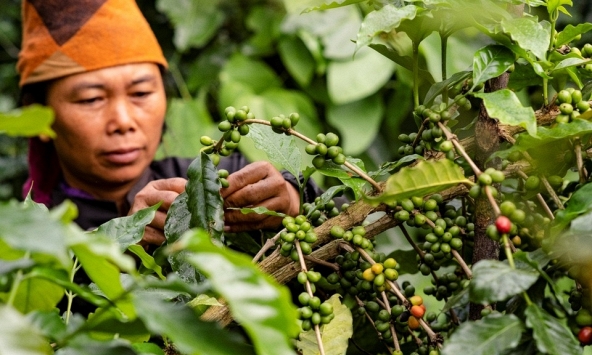 1 mặt hàng giúp Việt Nam mỗi ngày thu gần 764 tỷ: Hơn 80 quốc gia chốt đơn, dân theo nghề 'hái ra tiền'