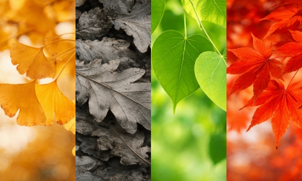 Bài test năng lượng: Trực giác chọn một chiếc lá sẽ cho biết đã đến lúc bạn cần 'thanh lọc' mối quan hệ nào để đón quý nhân!