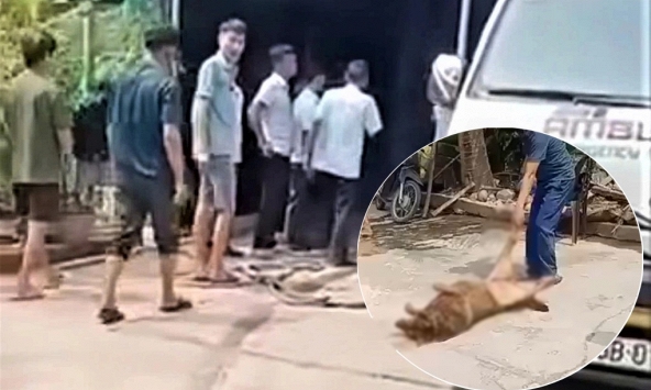 Chó béc giê 40kg sổng xích, hung hãn tấn công khiến chủ nhà tử vong