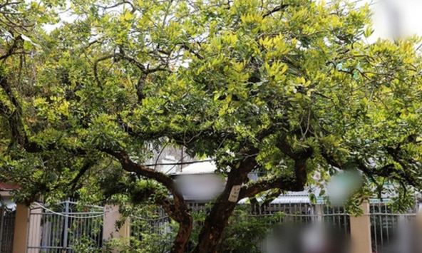 Không phải mê tín: Trong nhà có 6 loài cây này, càng trồng càng may mắn, bảo sao người giàu thích mê