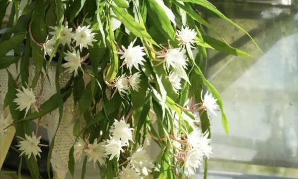 Ông bà căn dặn: 'Cây hợp nhà thì lộc tụ, người yên, con cháu hưởng phúc' - 6 loài cây tốt nên trồng ngay