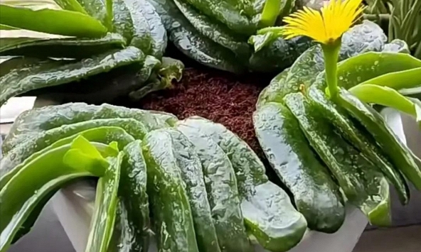 Phong thủy sư nói: 3 cây 'độc đáo' nhưng nên trồng trong nhà, trấn trạch hút tài, xua đuổi tà khí