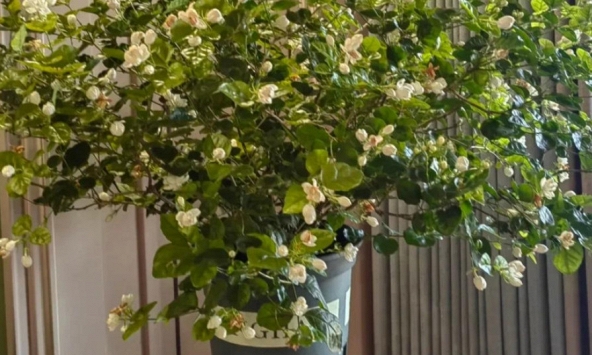 Không phải kim tiền, đây mới là 4 loài cây người giàu thích mê, vừa thẩm mỹ, vừa tốt cho sức khỏe cả nhà