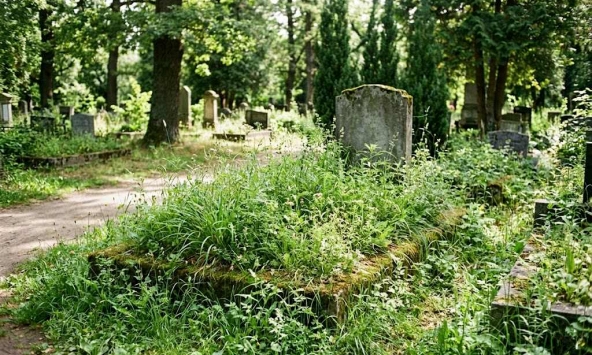 Nhìn cỏ mọc trên mộ, biết ngay gia đạo thịnh hay suy: Dấu hiệu 'đất lành sinh phúc' ai cũng nên rành