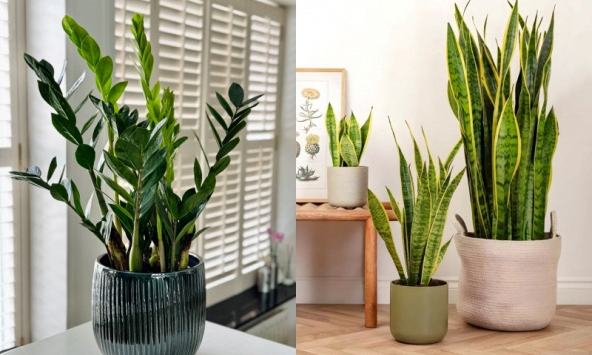 6 loại cây lọc không khí cực tốt được hẳn NASA xác nhận: Dễ chăm - khó chết, đặc biệt phù hợp với khí hậu nắng nóng ở Việt Nam