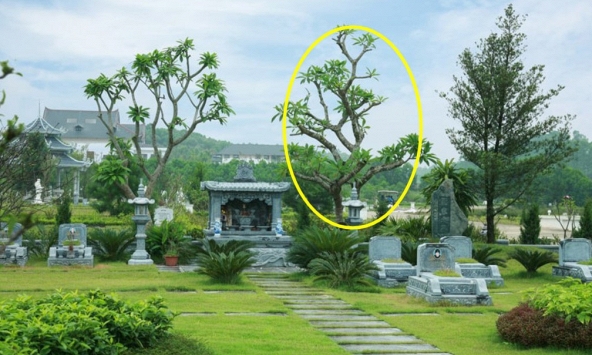 6 loại cây thường được trồng bên mộ vừa đẹp vừa giúp tụ khí, con cháu đời sau dễ công thành danh toại