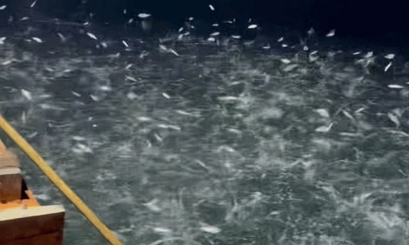 Cảnh tượng giữa đêm ở biển Quảng Ninh khiến nhiều người thốt lên: 'Không ngờ có chuyện như vậy'