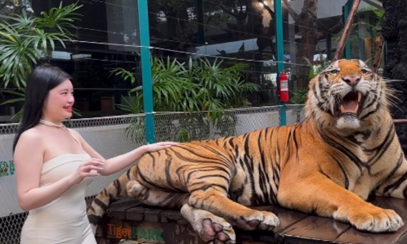 Quay video ngay bên cạnh thú dữ, hot girl khiến người xem 'nhăn mặt' vì quá liều lĩnh